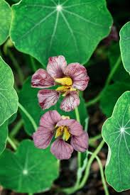 Attēlu rezultāti vaicājumam “Tropaeolum majus”