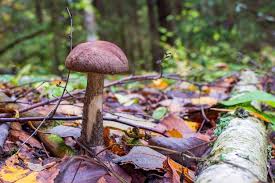 Attēlu rezultāti vaicājumam “Leccinum scabrum”