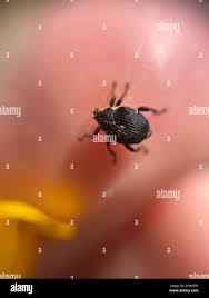 Attēlu rezultāti vaicājumam “Mononychus punctumalbum”