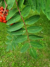Attēlu rezultāti vaicājumam “Sorbus aucuparia leaf”