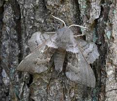 Attēlu rezultāti vaicājumam “Laothoe populi imago”