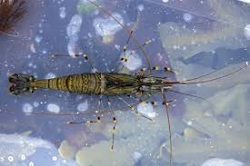 Attēlu rezultāti vaicājumam “Crangon crangon”