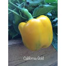 Afbeeldingsresultaat voor californian wonder golden sweet pepper