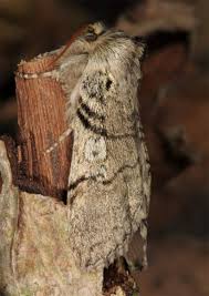 Attēlu rezultāti vaicājumam “Achlya flavicornis”