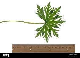 Attēlu rezultāti vaicājumam “Geranium pratense leaf”