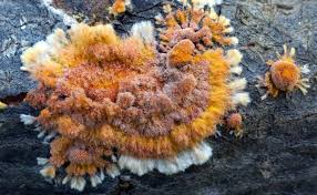 Attēlu rezultāti vaicājumam “Hypoxylon vogesiacum”