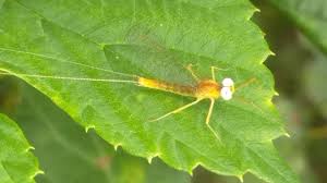 Attēlu rezultāti vaicājumam “Heptagenia sulphurea”