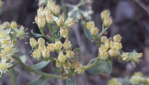 Attēlu rezultāti vaicājumam “Hylotelephium maximum flower”