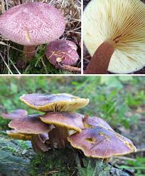 Attēlu rezultāti vaicājumam “Tricholomopsis rutilans”