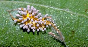 Attēlu rezultāti vaicājumam “Torrubiella arachnophila”