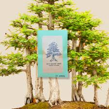 Attēlu rezultāti vaicājumam “Taxodium distichum”