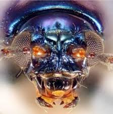 Attēlu rezultāti vaicājumam “Altica sp.”