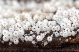 Attēlu rezultāti vaicājumam “Henningsomyces candidus”