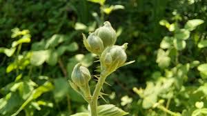 Attēlu rezultāti vaicājumam “Rubus caesius flower”