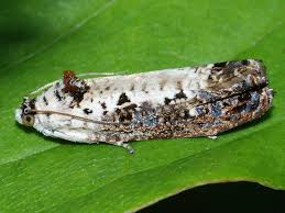 Attēlu rezultāti vaicājumam “Hedya salicella”