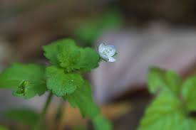 Attēlu rezultāti vaicājumam “Veronica persica leaf”