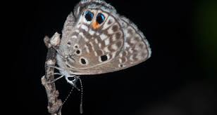 Attēlu rezultāti vaicājumam “Polyommatinae”