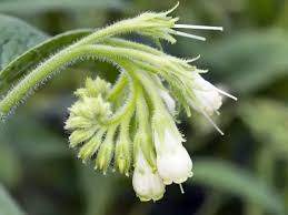 Attēlu rezultāti vaicājumam “Symphytum officinale flower”