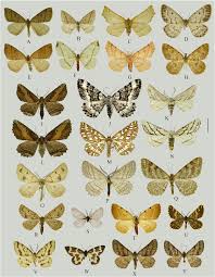 Attēlu rezultāti vaicājumam “Charissa ambiguata”