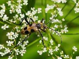 Attēlu rezultāti vaicājumam “Pachyta quadrimaculata”