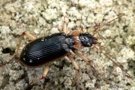 Attēlu rezultāti vaicājumam “Nebria livida”