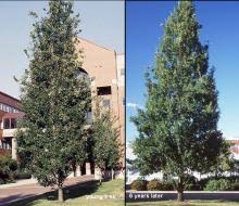 Attēlu rezultāti vaicājumam “Quercus robur Fastigiata”