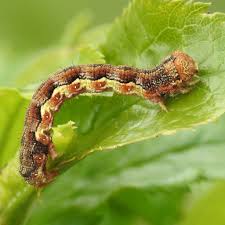 Attēlu rezultāti vaicājumam “Erannis defoliaria larva”