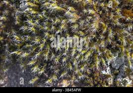 Attēlu rezultāti vaicājumam “Racomitrium heterostichum”