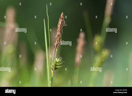 Attēlu rezultāti vaicājumam “Carex loliacea fruit”