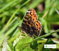 Attēlu rezultāti vaicājumam “Araschnia levana upperside”