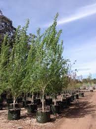 Attēlu rezultāti vaicājumam “Populus simonii”