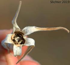 Image result for blazing vantoms