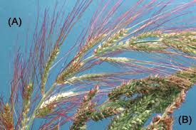 Attēlu rezultāti vaicājumam “Echinochloa crus-galli fruit”