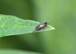 Attēlu rezultāti vaicājumam “Mordellidae”