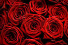 Red Roses Photos