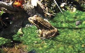 Image result for Bath Amphibians
