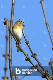 Attēlu rezultāti vaicājumam “Fringilla montifringilla”
