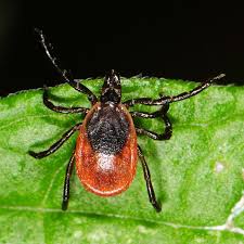 Attēlu rezultāti vaicājumam “Ixodes”