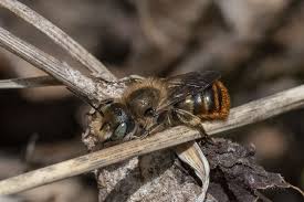 Attēlu rezultāti vaicājumam “Osmia bicolor”