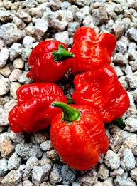 Afbeeldingsresultaat voor 7 pot hot pepper