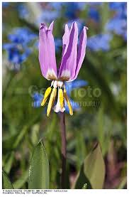 Attēlu rezultāti vaicājumam “Erythronium sibiricum flower”