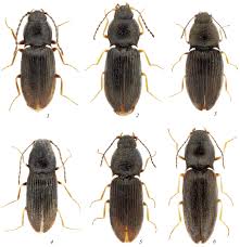 Attēlu rezultāti vaicājumam “Harminius undulatus”