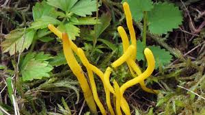 Attēlu rezultāti vaicājumam “Clavulinopsis helvola”