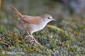 Image result for Cettia cetti