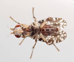 Attēlu rezultāti vaicājumam “Trypetoptera punctulata”