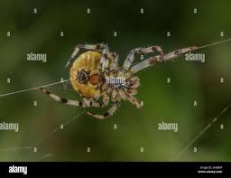 Attēlu rezultāti vaicājumam “Araneus quadratus female”