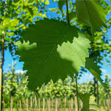 Attēlu rezultāti vaicājumam “Ulmus laevis leaf”