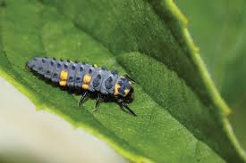 Attēlu rezultāti vaicājumam “Leiodidae larva”