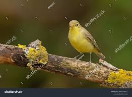 Attēlu rezultāti vaicājumam “Hippolais icterina adult”