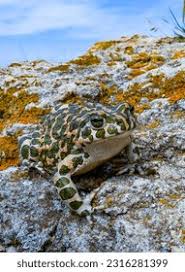 Attēlu rezultāti vaicājumam “Pseudepidalea viridis”